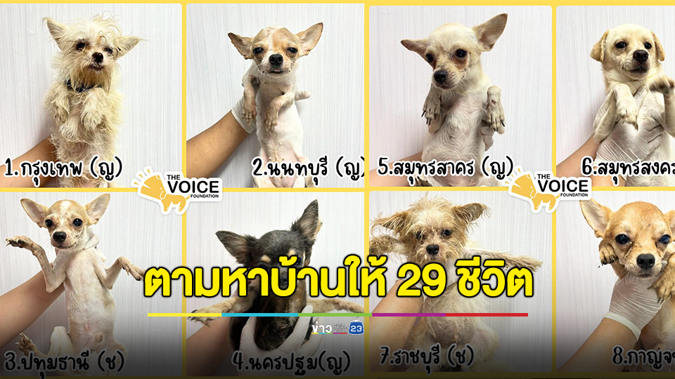 มูลนิธิ The Voice (เสียงจากเรา) ประกาศตามหาบ้านให้เจ้าตูบ 29 ชีวิต หลังเจ้าของเสียชีวิตคาบ้านทิ้งน้องไว้