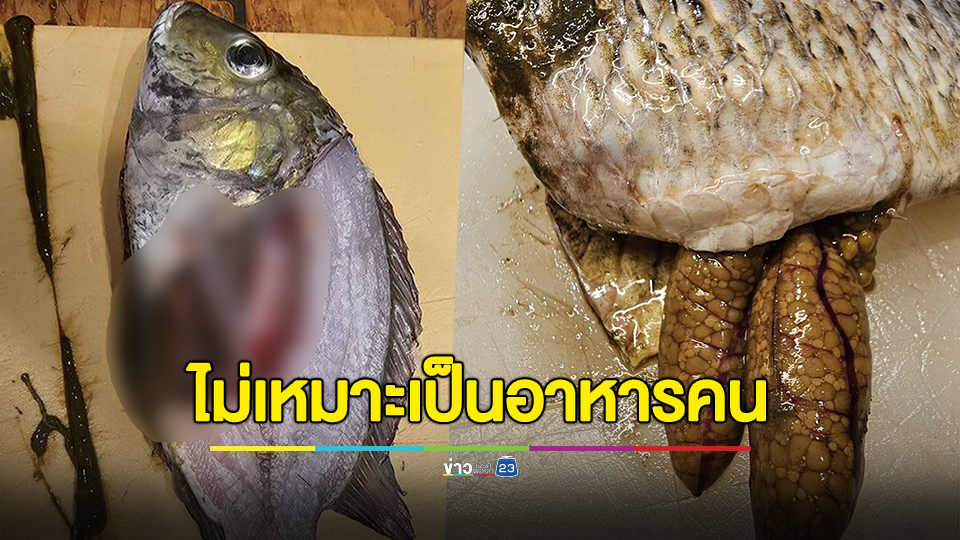 เชฟร้านอาหารญี่ปุ่น รีวิวหลังชำแหละ "ปลาหมอคางดำ" เผยส่วนที่ใช้ได้มี 28% ไข่พร้อมสืบพันธุ์ 80%