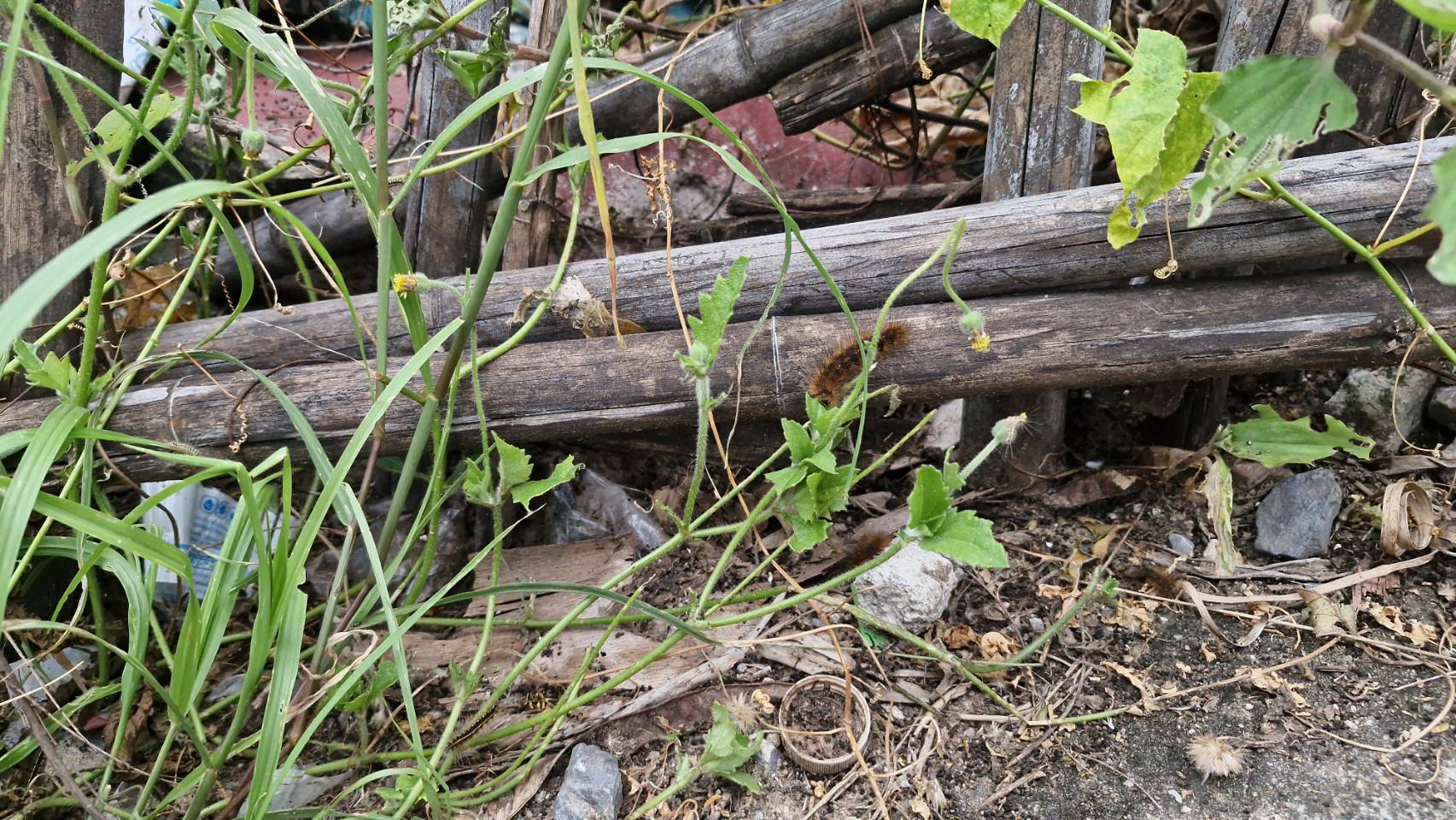 ช่วยด้วย!กองทัพ "บุ้งขน" บุกบ้าน โดนพิษแพ้คันคะเยอ