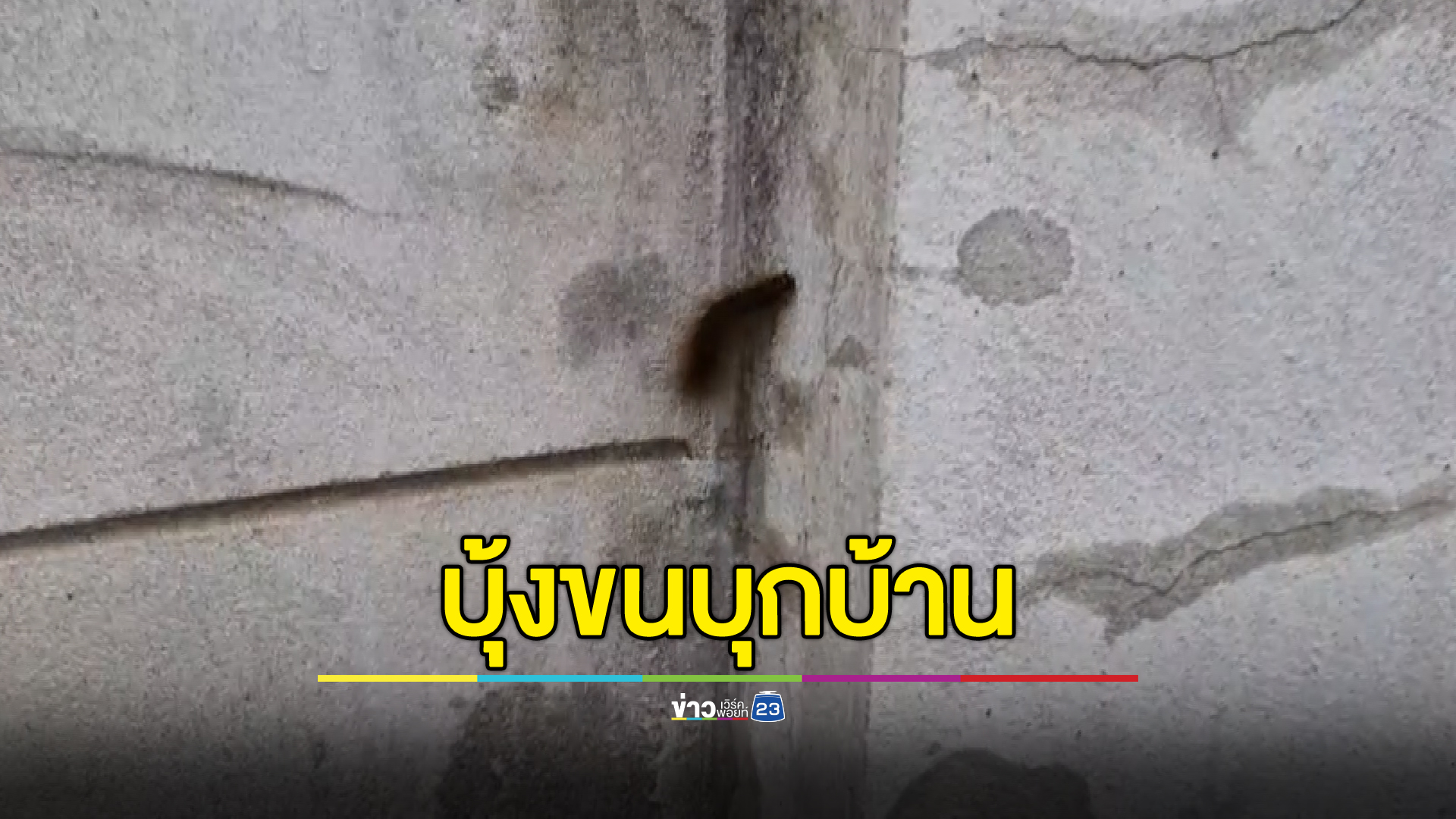 ช่วยด้วย!กองทัพ "บุ้งขน" บุกบ้าน โดนพิษแพ้คันคะเยอ