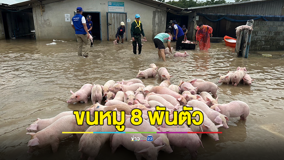 ขนหมู 8,000 ตัว หลังเกิดเหตุฝนตกน้ำท่วมหนักในพื้นที่ จ.ตราด