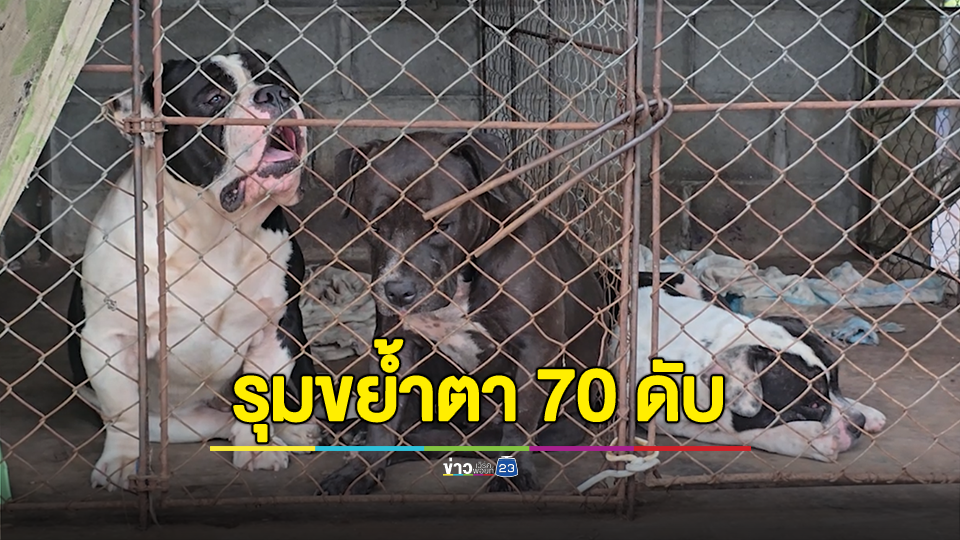 อเมริกันบูลลี่ 3 ตัวรุมขย้ำคุณตาวัย 70 ปีเสียชีวิต