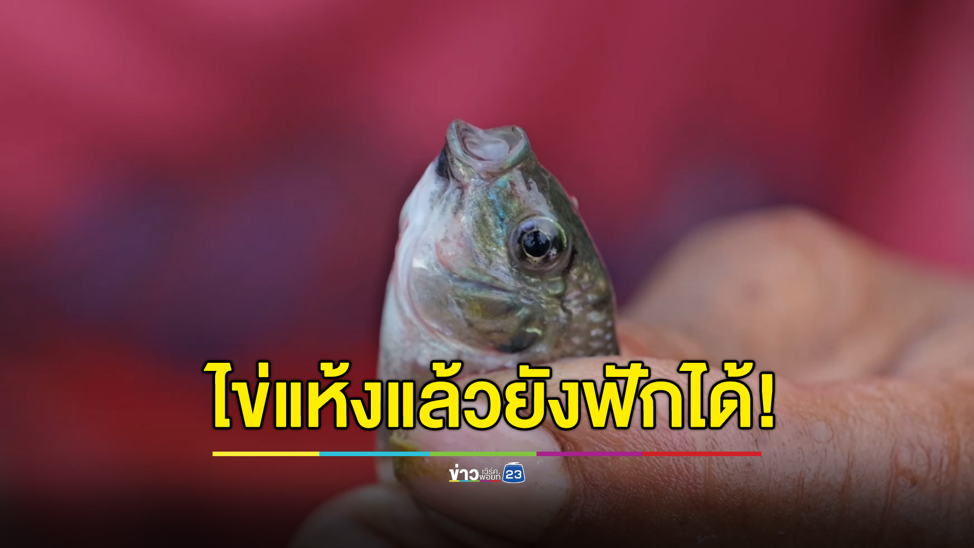 อึ้ง! ไข่ปลาหมอคางดำสุดอึด ตากแดด 2 เดือนยังฟักได้