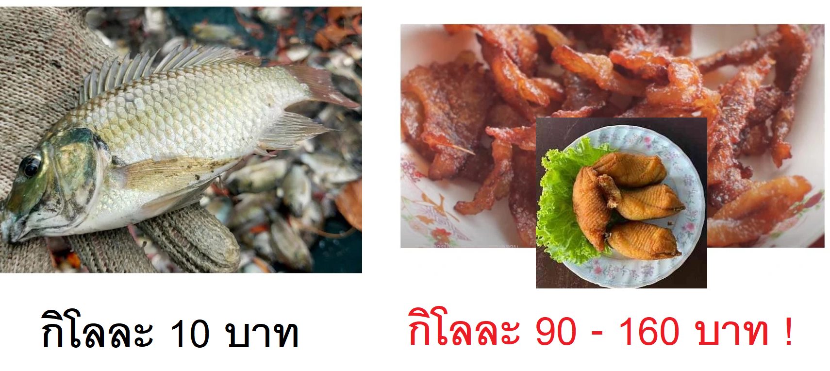 ขนลุก! แห่จับปลาหมอคางดำ ริมบึงมักกะสัน