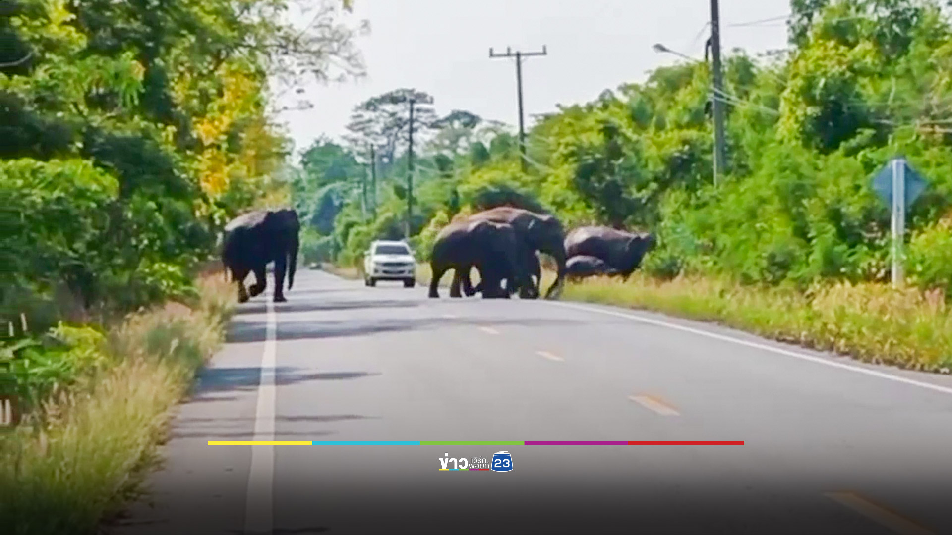 กระบะพุ่งชนช้างป่า รถพังยับ คนขับเจ็บ ส่วนช้างเดินลากขาซ้ายหนีเข้าป่า