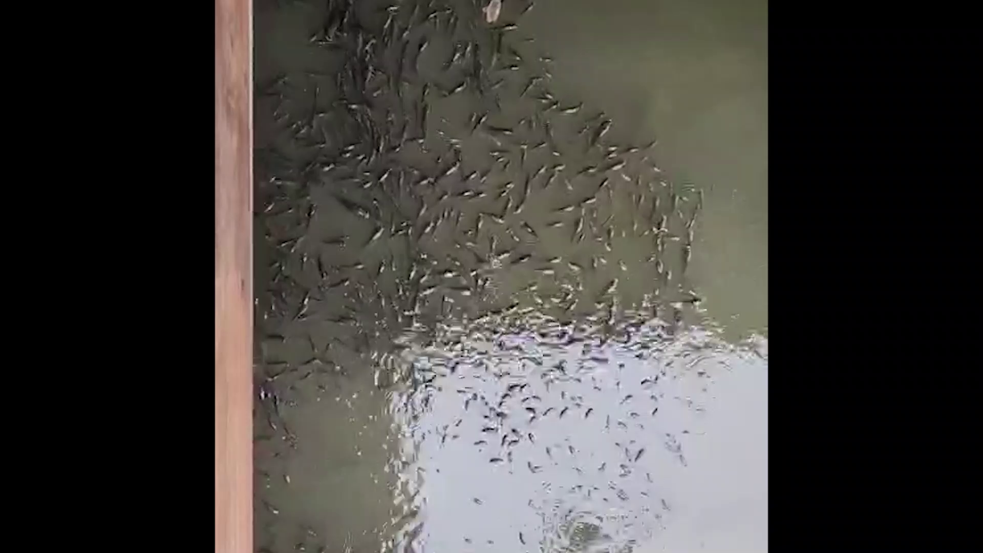 ระบบนิเวศวิกฤติ! ปลาหมอสีคางดำ 'เอเลี่ยนสปีชี่ส์' ระบาดทุกแหล่งน้ำ