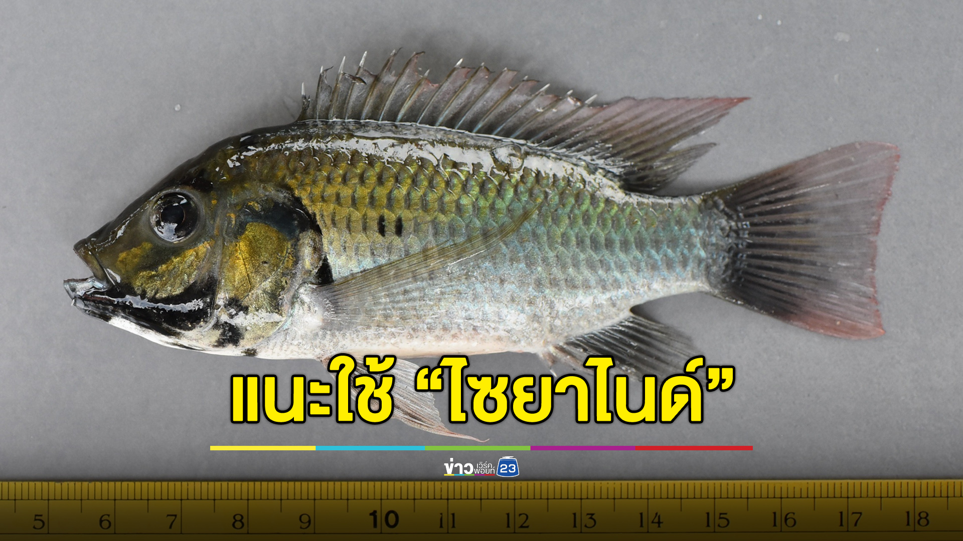 อ.ประมงแนะใช้ “ไซยาไนด์” ปราบปลาหมอคางดำ