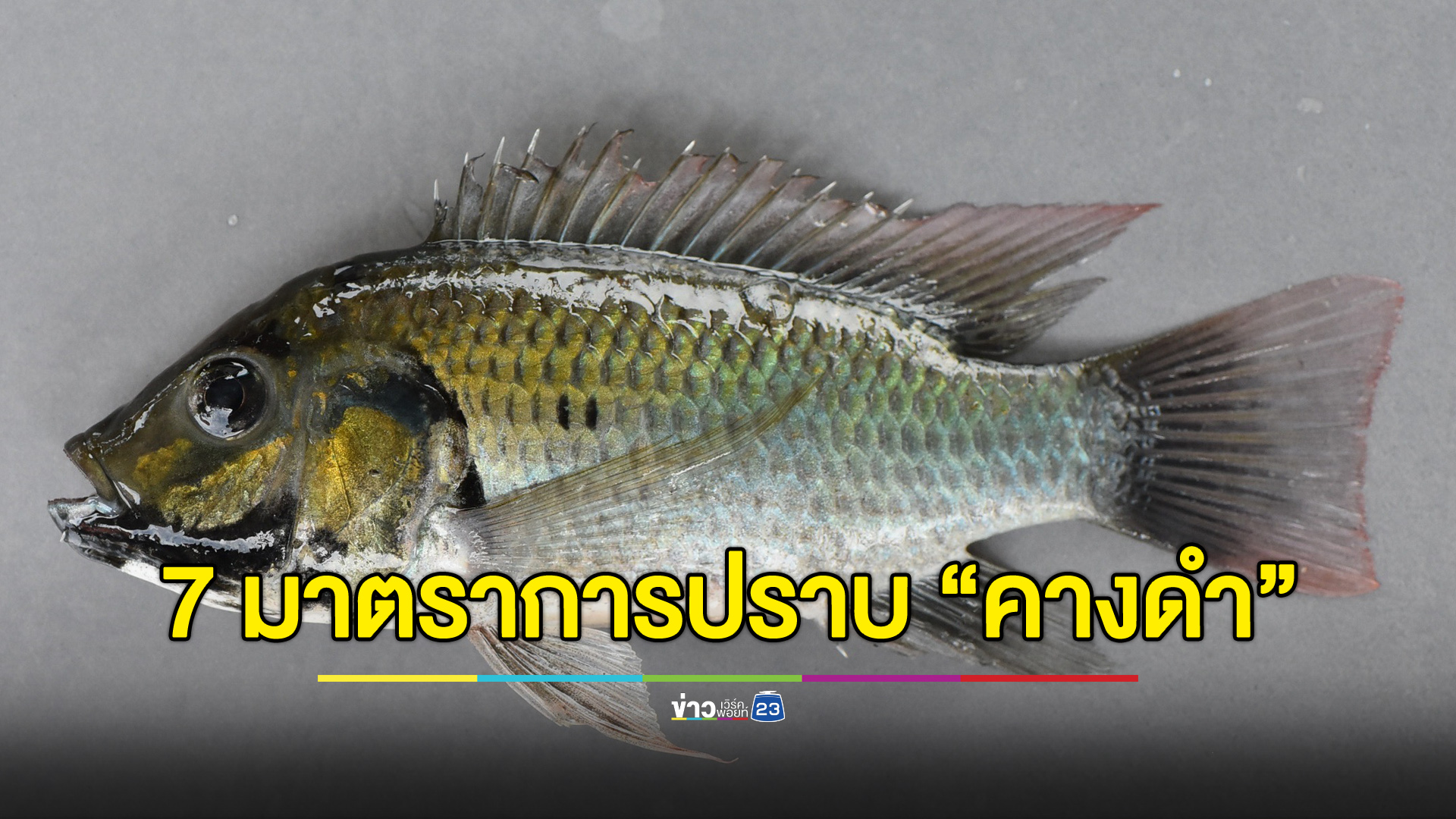 เคาะ 7 มาตรการ ปราบ “ปลาหมอคางดำ”