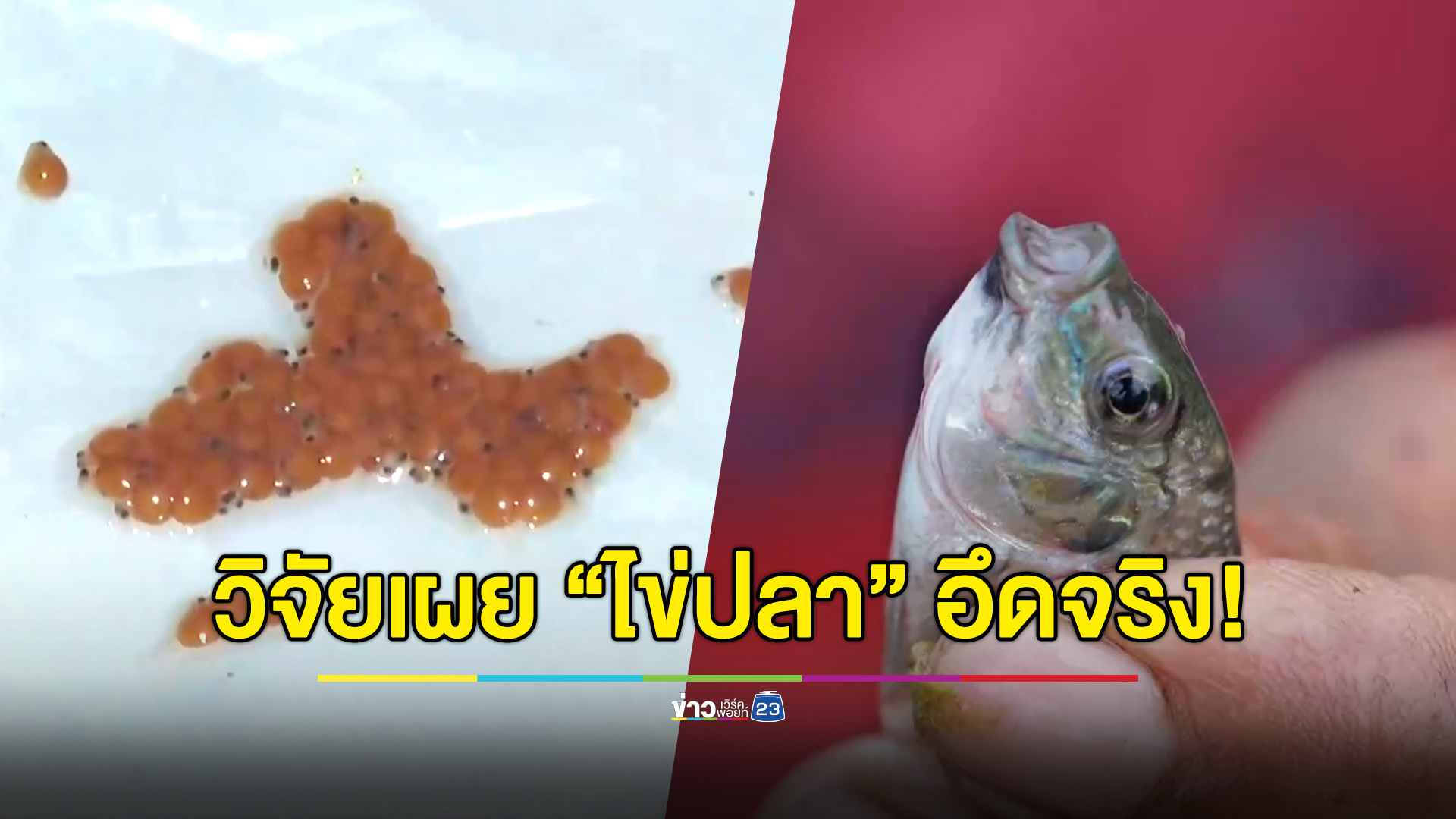 เปิดวิจัย “ไข่ปลา” อึดจริง ถูกนก-เป็ดกินยังมีโอกาสรอด!