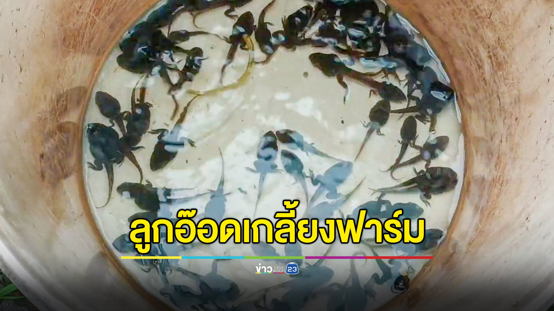 เซียนเบ็ดแห่ซื้อลูกอ๊อดจนเกลี้ยงฟาร์ม หลังน้ำใหม่หลาก