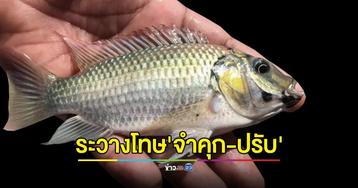 ห้ามเลี้ยง-ห้ามปล่อย "ปลาหมอคางดำ" ฝ่าฝืนปรับสูงสุด 2 ล้าน