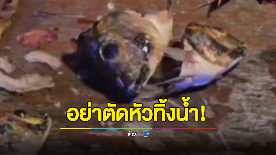 ประมงชี้ ตัดหัวปลาหมอคางดำทิ้งน้ำ เป็นการแพร่พันธุ์เพราะไข่อยู่ในปาก