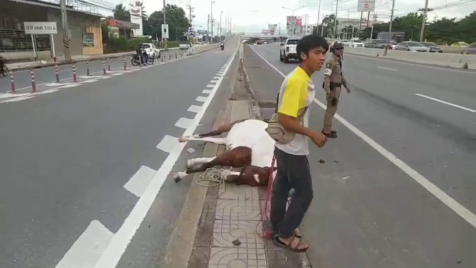 ม้าหลุดจากคอกเตลิดถูกรถชนตาย 2 ตัว