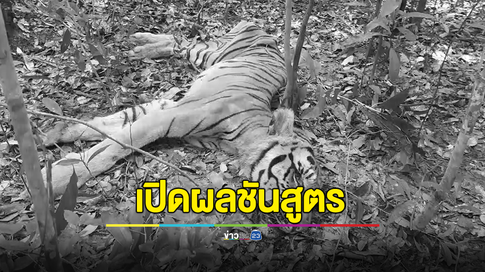 เปิดผลชันสูตรซาก "เสือโคร่ง" โผล่หากินใกล้ชุมชน นอนตายกลางป่าพบติดเชื้อในร่างกายหลายแห่ง และพบกระสุนปริศนา