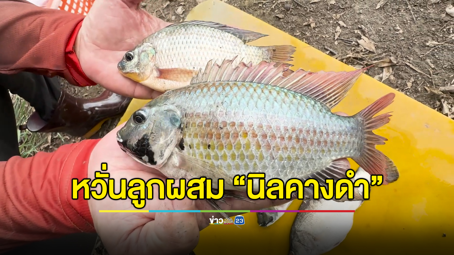 ปลาหมอหรือปลานิล? วอนกรมประมงตรวจสอบ หวั่นลูกผสม