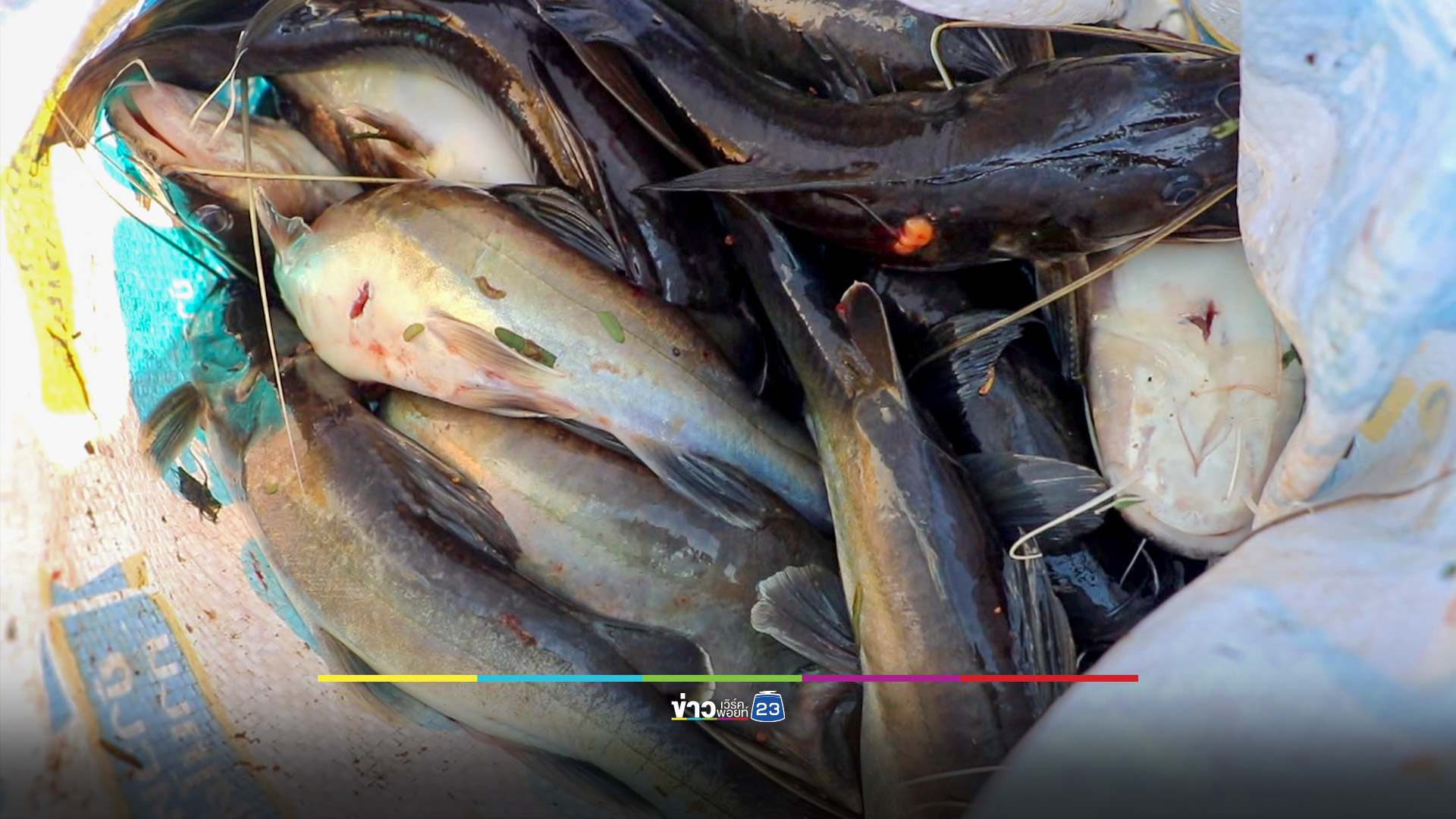 เกษตรกรเลี้ยงกุ้งผวา น้ำเสียมาตามคลองชลประทาน ทำปลาลอยตายเกลื่อน