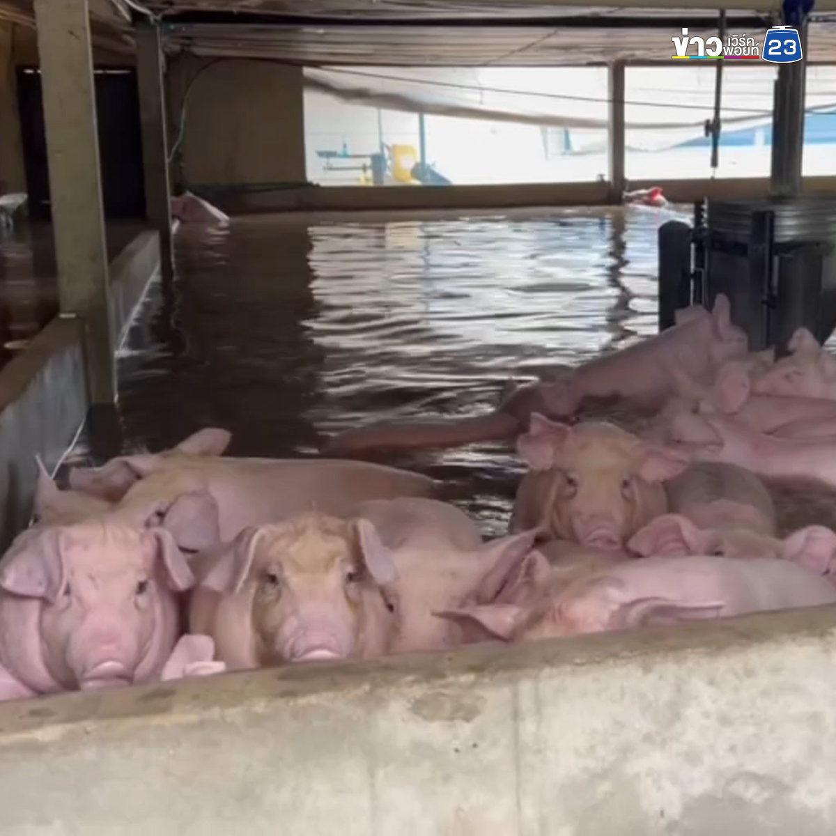 ฟาร์มเร่งขนหมู 1.2 พันตัว หนี"น้ำท่วมตราด"บางตัวหนีไม่ทันลอยตาย