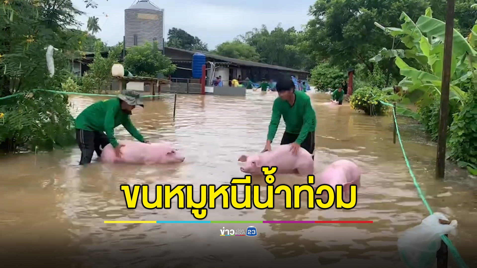 ฟาร์มเร่งขนหมู 1.2 พันตัว หนี"น้ำท่วมตราด"บางตัวหนีไม่ทันลอยตาย