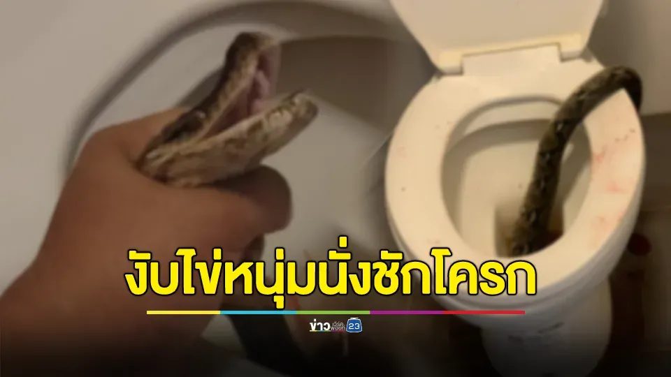 ช็อก! หนุ่มนั่งชักโครกงูเหลือมงับอัณฑะเจ็บเลือดสาด