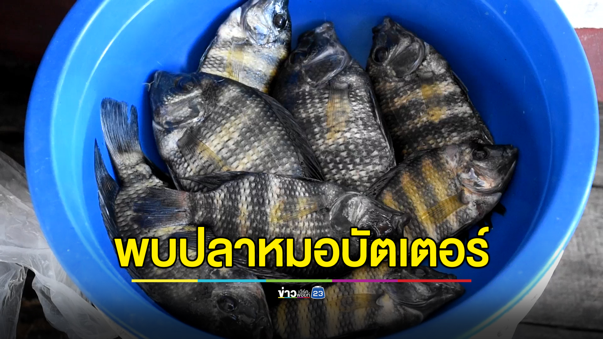 พบ"ปลาหมอบัตเตอร์"หนึ่งในปลาต้องห้าม ในเขื่อนสิริกิติ์
