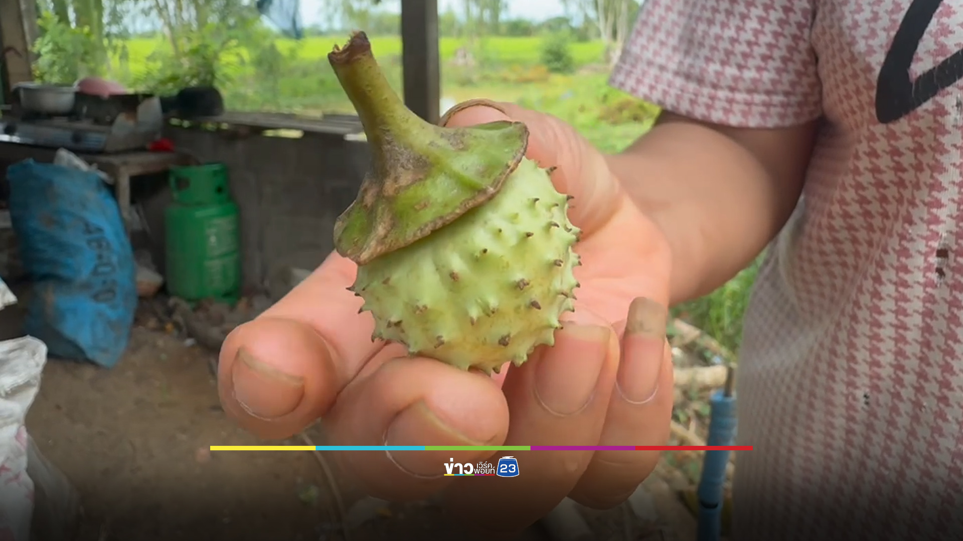 เตือน “มะเขือบ้า” พิษร้ายแรง เมียต้มให้ผัวดื่มต้องหามส่ง รพ.