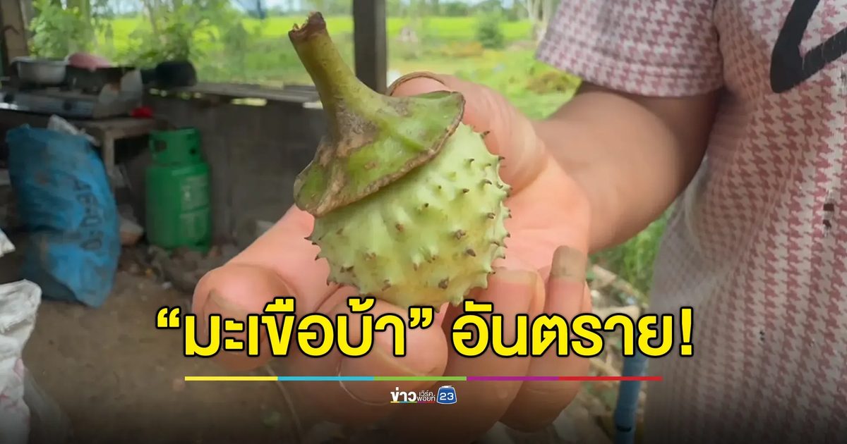 เตือน “มะเขือบ้า” พิษร้ายแรง เมียต้มให้ผัวดื่มต้องหามส่ง รพ.
