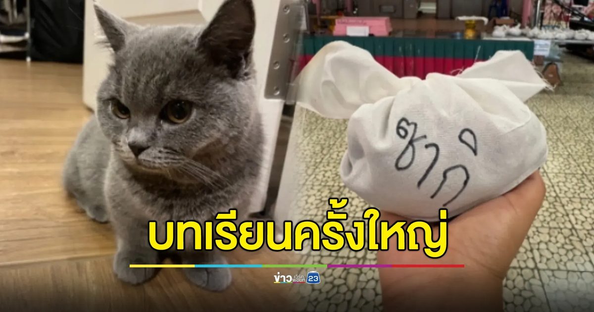 เจ้าของร้านอาบน้ำแมวยอมชดใช้ ถือเป็นบทเรียนครั้งใหญ่