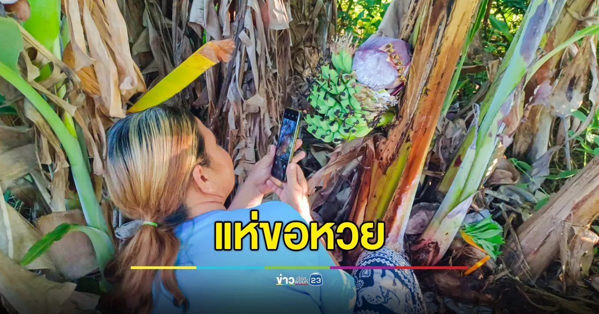 แห่ขอหวย กล้วยน้ำว้าออกลูกกลางลำต้น ปลีหันขึ้นด้านบน