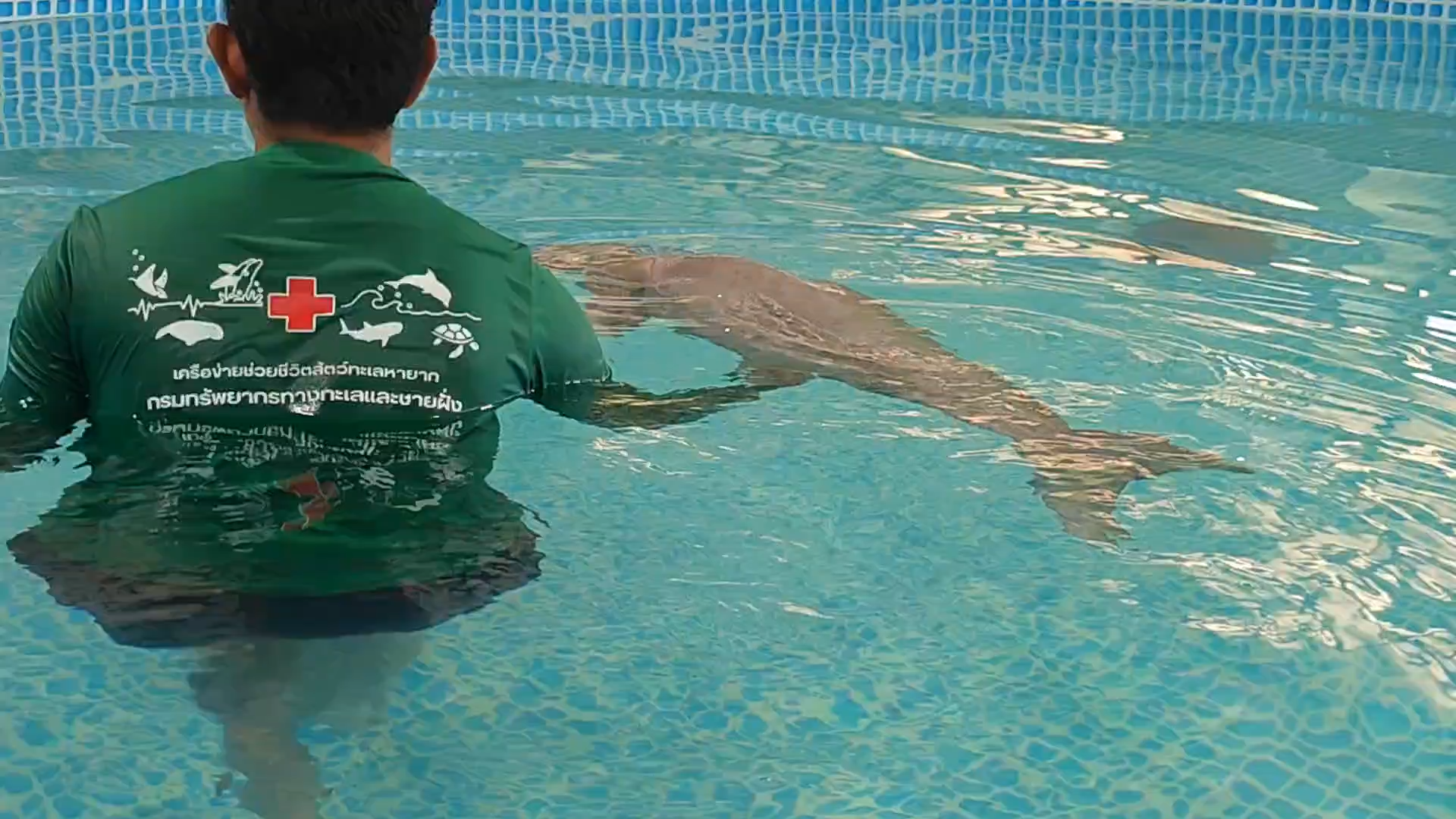 เศร้า!" ลูกพะยูน"หลงฝูงตายแล้ว ส่งซากชันสูตรถอดบทเรียน