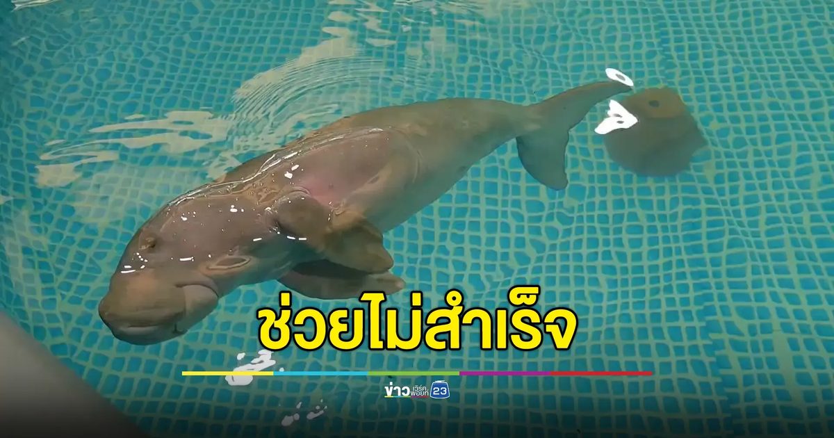 เศร้า!" ลูกพะยูน"หลงฝูงตายแล้ว ส่งซากชันสูตรถอดบทเรียน