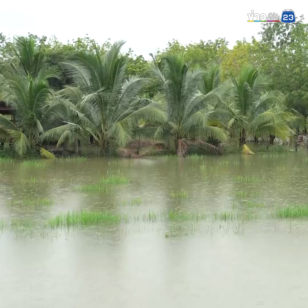 ฝนถล่มบึงกาฬ 2 วันติด น้ำทะลักท่วมพื้นที่เกษตรเสียหายหลายร้อยไร่