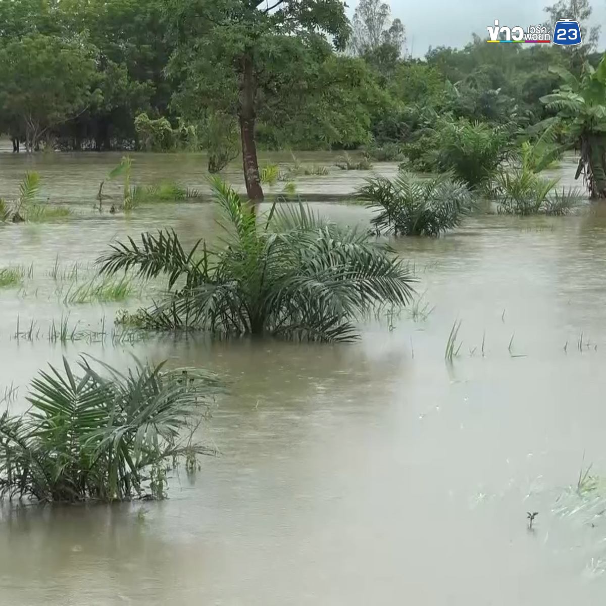 ฝนถล่มบึงกาฬ 2 วันติด น้ำทะลักท่วมพื้นที่เกษตรเสียหายหลายร้อยไร่