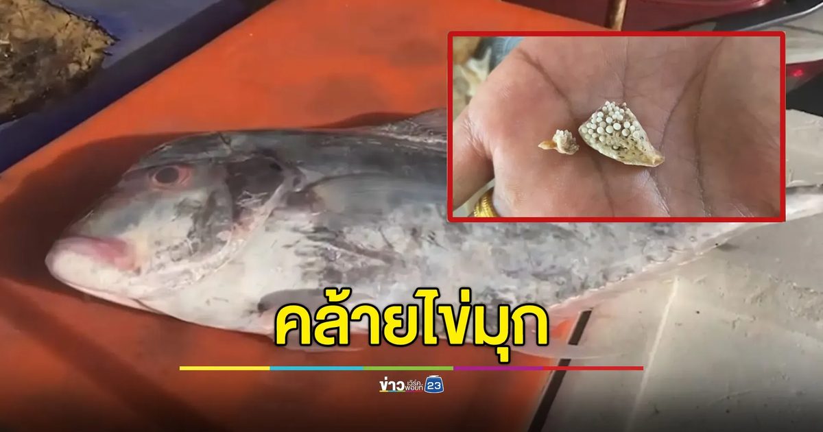 แปลกใจ! เจอก้อนกลมคล้ายไข่มุกในปลาโฉมงาม