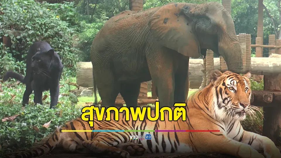 สวนสัตว์โคราชชี้แจง หลังถูกกล่าวหาดูแลสัตว์ไม่ดี ยืนยันช้าง-เสือโคร่ง-เสือดำมีสุขภาพปกติ