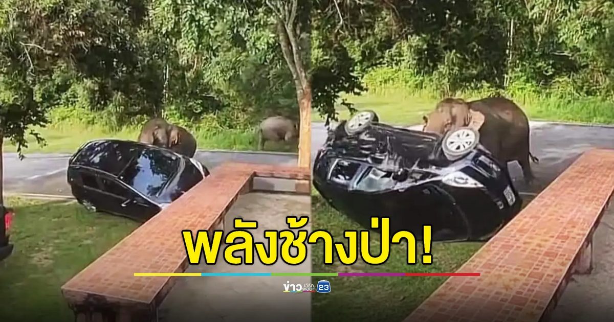ลองกำลัง! ช้างเขาใหญ่พลิกรถ นทท. หงายท้อง