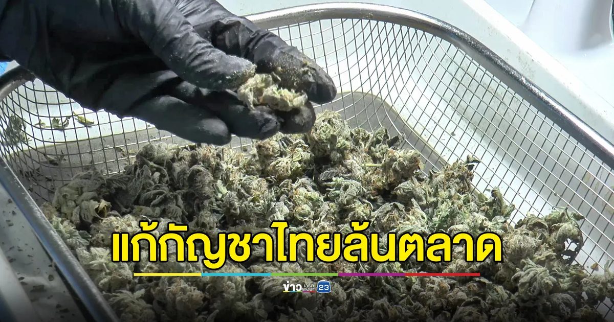 กัญชาไทยล้นตลาด แนะวิสาหกิจฯหาทางรอด ผันตัวสู่บริษัทผลิตเพื่อส่งออก