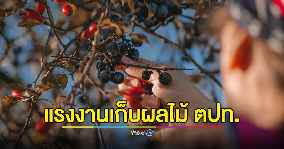 เช็กที่นี่! เปิดรับแรงงานไปเก็บผลไม้ป่าในสวีเดน - ฟินแลนด์