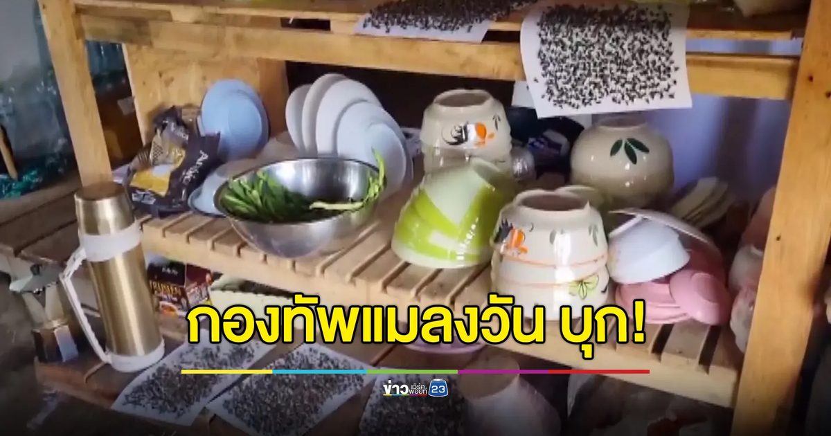 กองทัพแมลงวันบุก ชาวบ้านเดือดร้อนหนักต้องกางมุ้งกินข้าว-ร้านอาหารขายไม่ได้