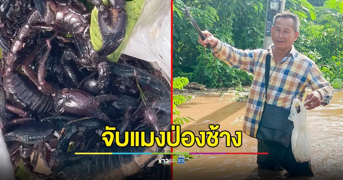 ชายเมืองแพร่ พลิกวิกฤติน้ำท่วมเป็นโอกาส หาแมงป่องช้าง