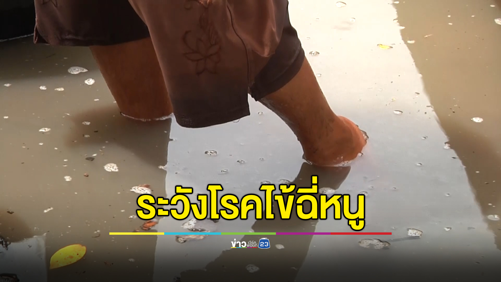 4 จว.ภาคอีสาน ป่วย"โรคไข้ฉี่หนู"พุ่ง 81 ราย ดับแล้ว 2