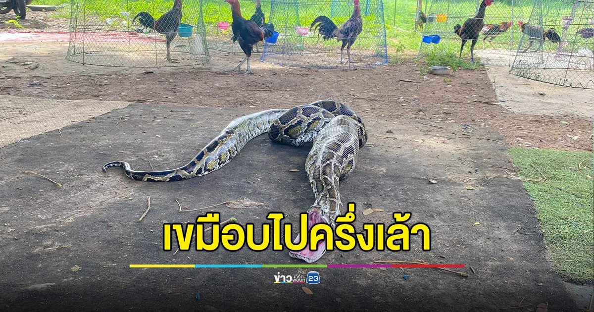 งูหลามบุกฟาร์มไก่ชน เขมือบหายไปเกือบครึ่งเล้า