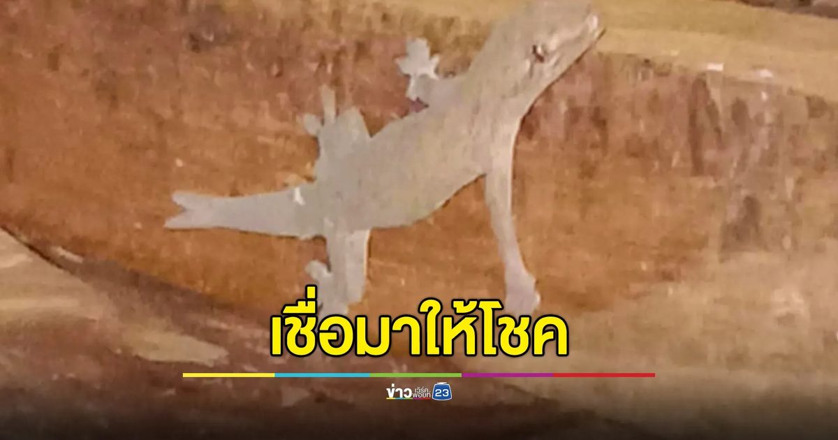 จิ้งจกสองหาง โผล่ร้านกาแฟ เจ้าของเชื่อ! มาให้โชค