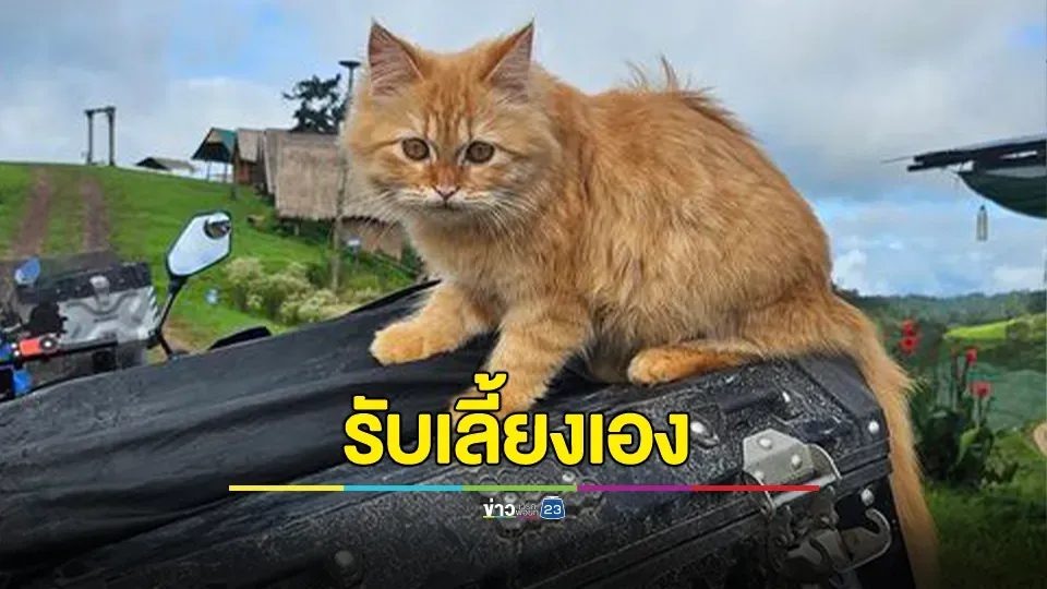 สาวประกาศตามหาเจ้าของแมวสัม ตัดสินใจรับเลี้ยงเอง ตั้งชื่อ "ดู่บิ"