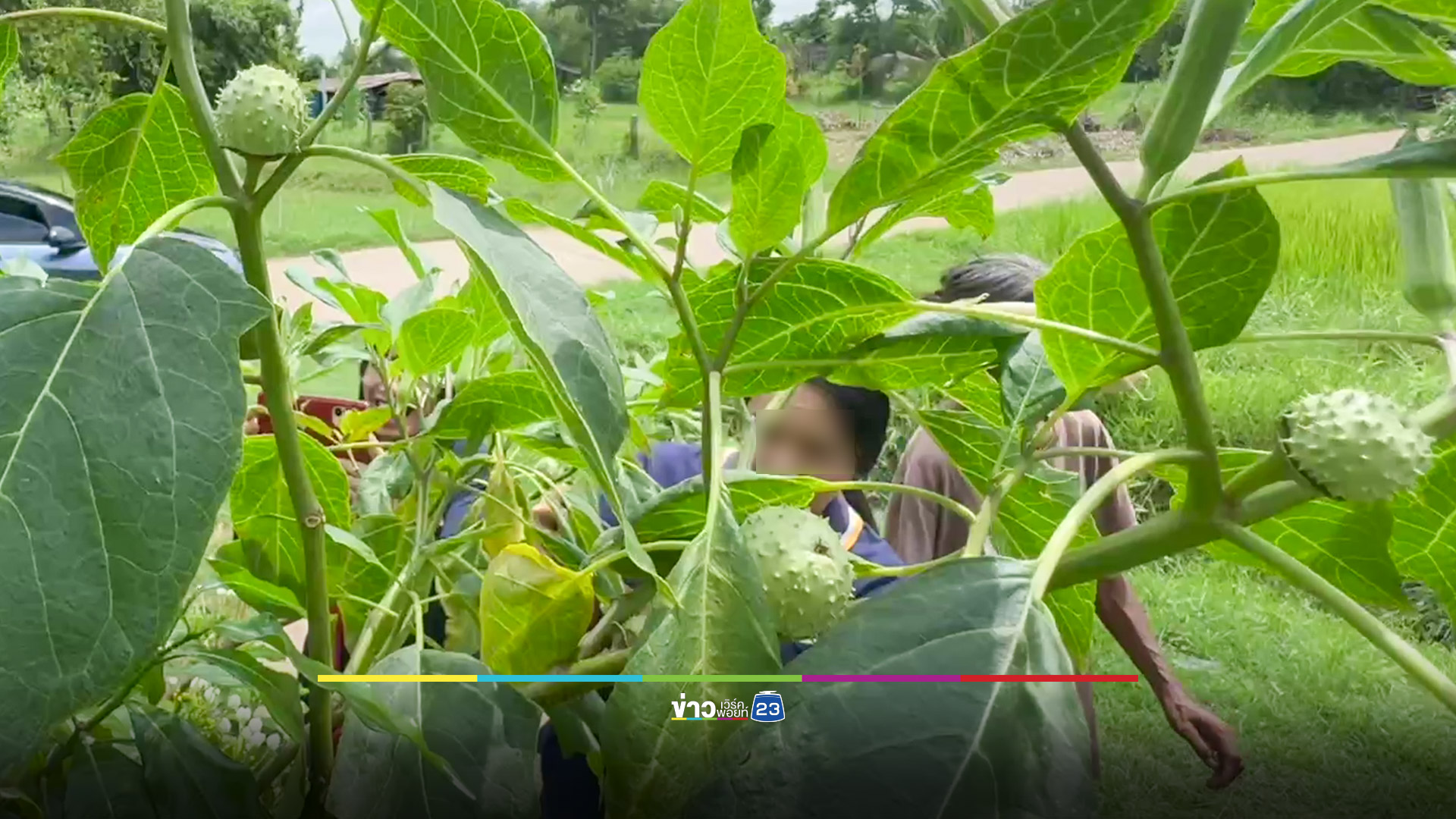 เมียต้มมะเขือบ้าให้ผัวกินหวังให้เลิกเหล้า เกิดแพ้รุนแรง สุดท้ายต้องหามส่งโรงพยาบาล