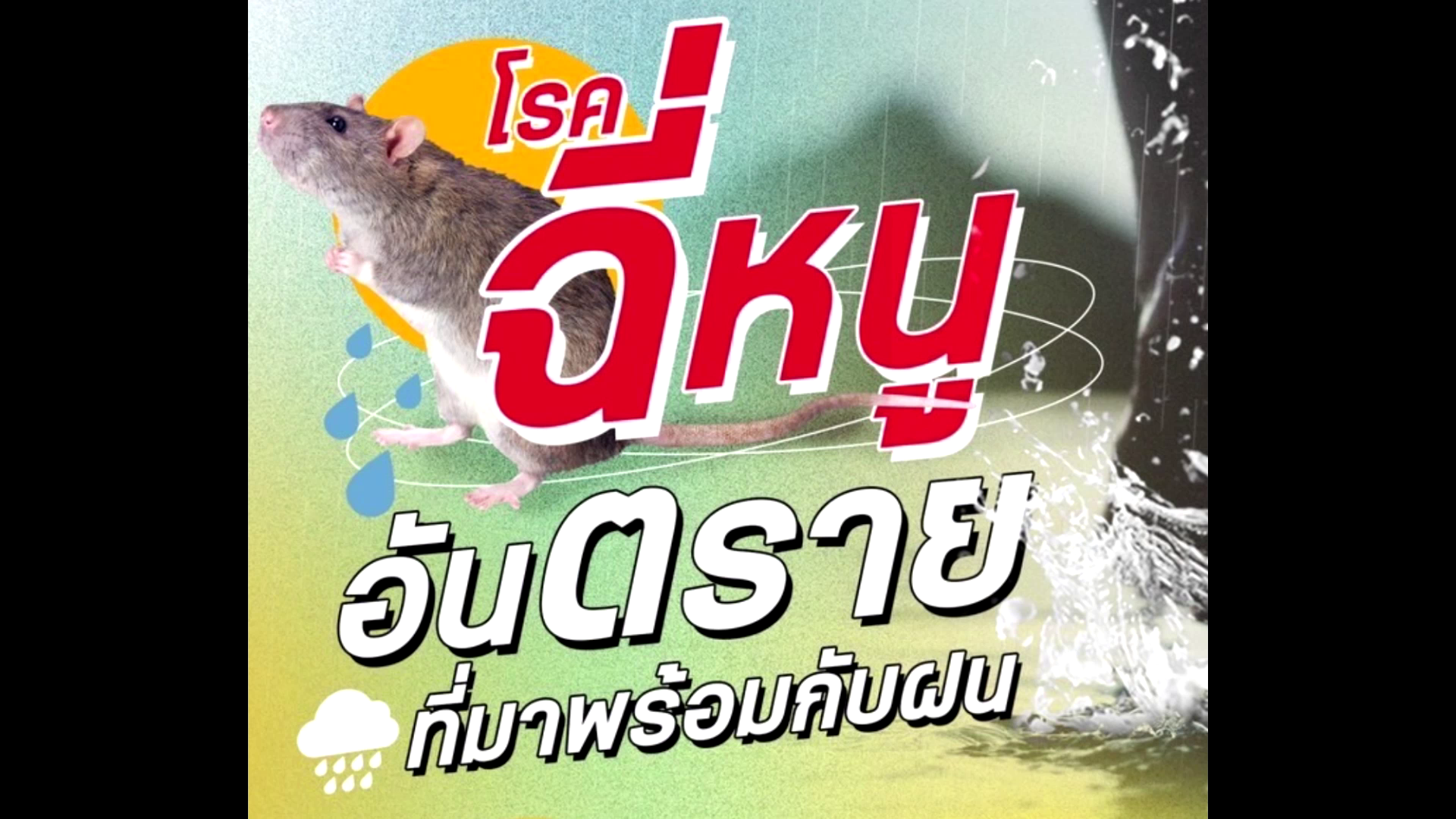 โรคมากับหน้าฝน! กลุ่มเกษตรกรเสี่ยงป่วย 'โรคไข้ฉี่หนู' อันดับ 1 รักษาผิดติดเชื้อถึงขั้นเสียชีวิต