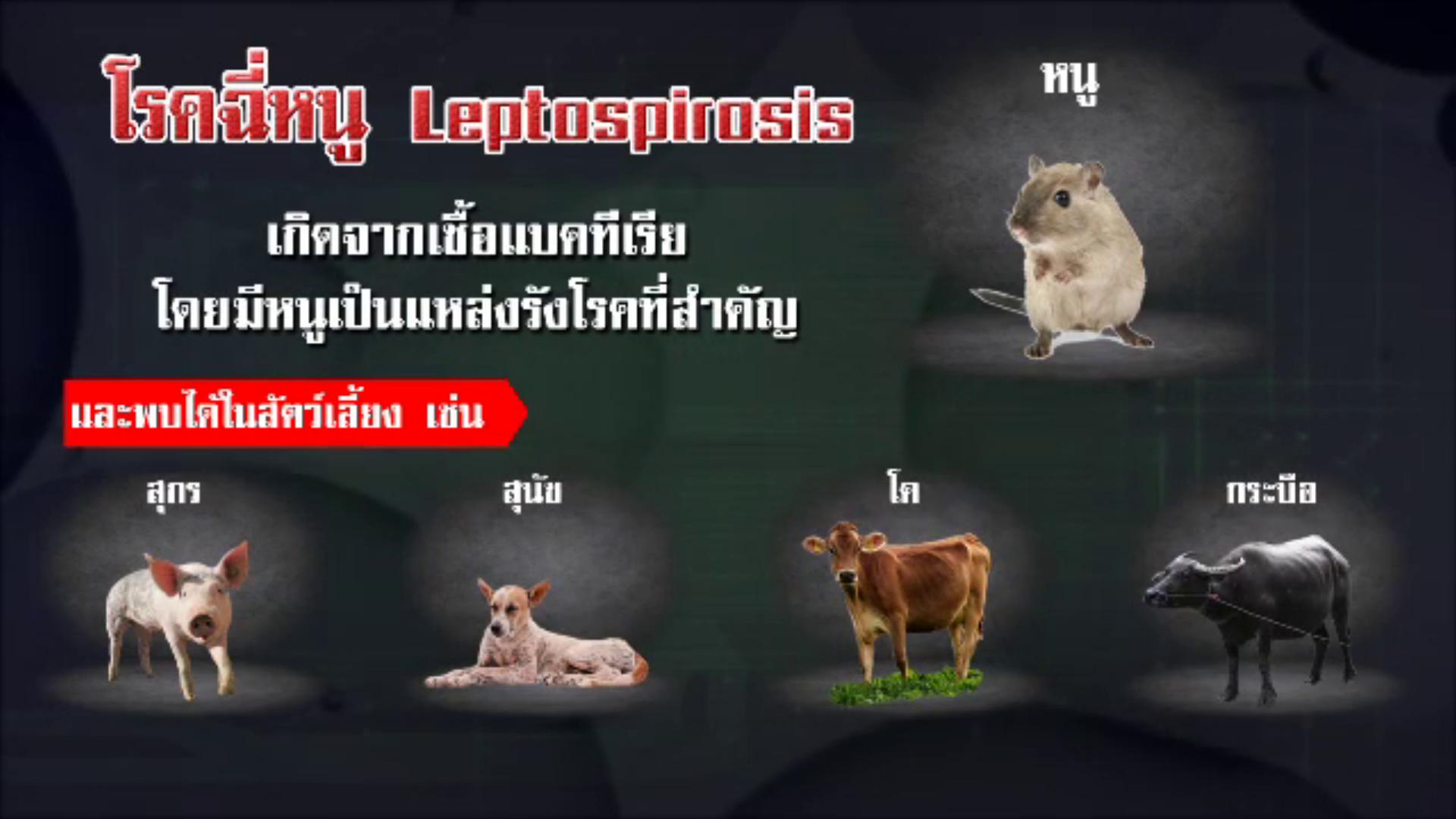 โรคมากับหน้าฝน! กลุ่มเกษตรกรเสี่ยงป่วย 'โรคไข้ฉี่หนู' อันดับ 1 รักษาผิดติดเชื้อถึงขั้นเสียชีวิต
