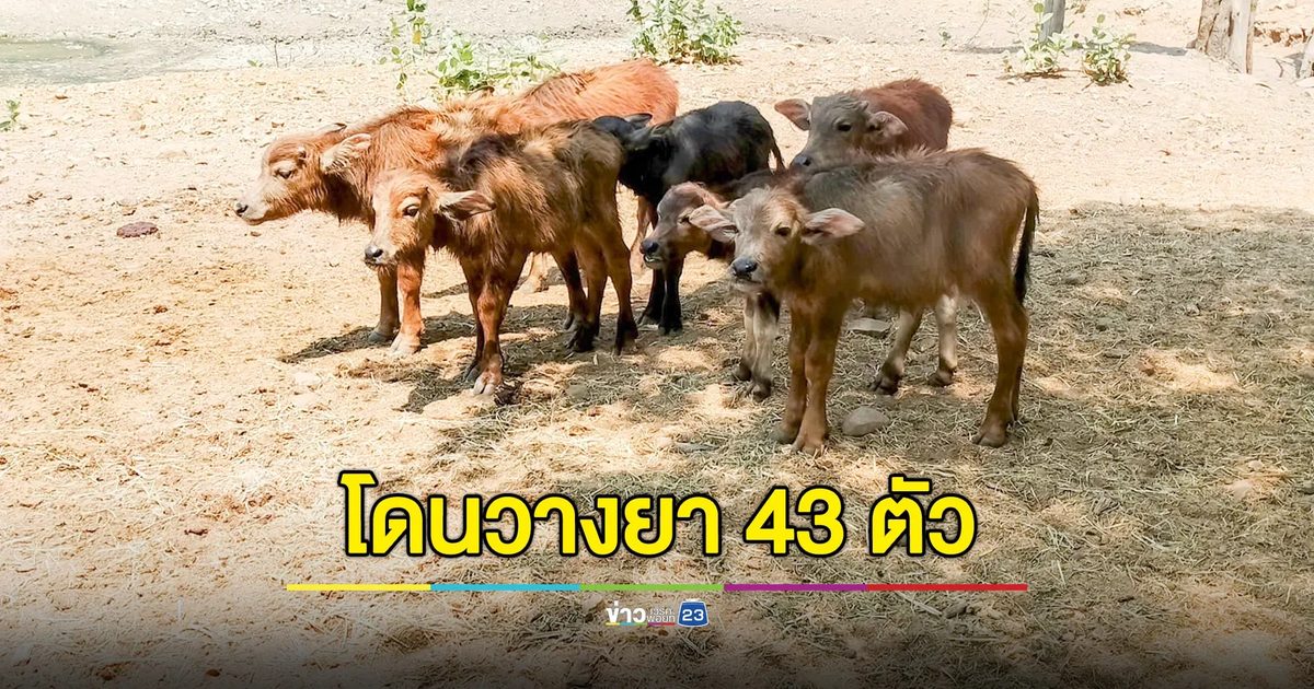 มือดีวางยาควายยกคอก 43 ตัว เจ้าของสุดเศร้า สาปแช่งคนลงมือให้โดนอย่างที่ทำ
