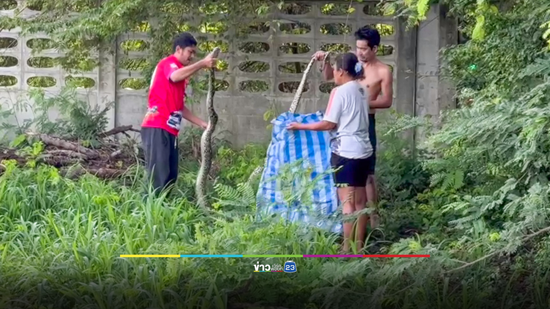 งูเหลือมเขมือบแมว ชาวบ้านรีบแจ้งกู้ภัยช่วยจับ