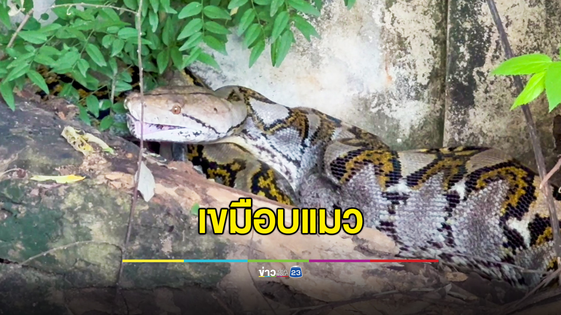งูเหลือมเขมือบแมว ชาวบ้านรีบแจ้งกู้ภัยช่วยจับ