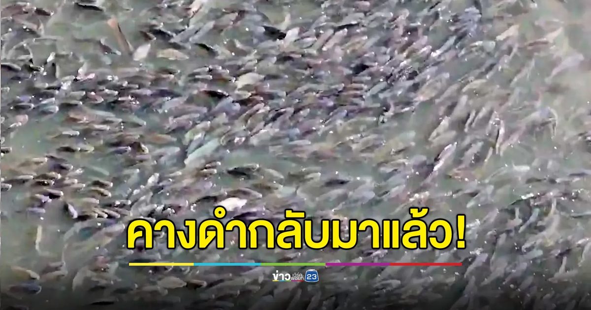 ลอยคอเต็มบึงมักกะสัน! “ปลาหมอคางดำ” กลับมาแล้ว